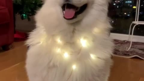 adorable dog flaps ears in rhythm with christmas jingle - black dog with rhythm