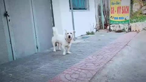 How Dog Reacts When Seeing Stranger - Running, Barking? | Viral Dog