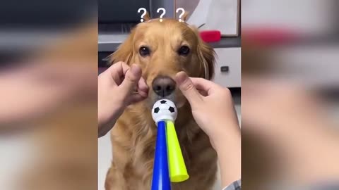 Funniest Cats And Dogs Videos - Trending Funny Animal Videos
