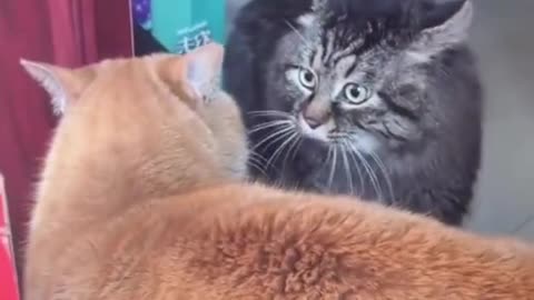 Cats fighting funny video 🤣🤣