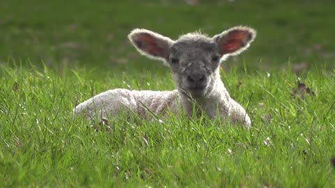 lambs in the wild