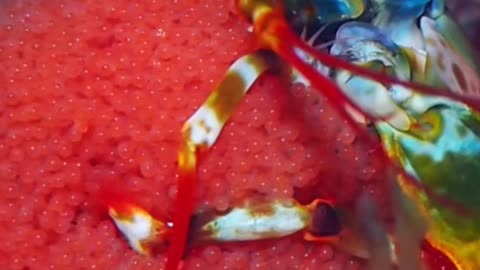 Mantis Shrimp Holding Eggs