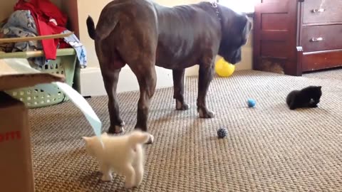 Kitten sees a 100 Ib pitbull for the first time, Manny Der APBT