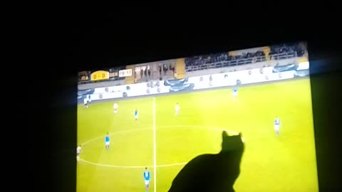 cat wants to catch the ball