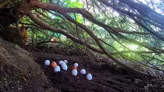 Under The Tree - "The Great EggScapes!"