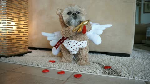 Dog transforms into Cupid to spread Valentine's Day love