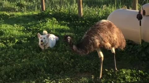 A Bad Emu and Silly Emu, he tried to attack his brother