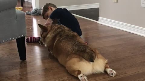 Corgi & toddler cousin love fest