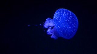 jellyfish glowing in dark water