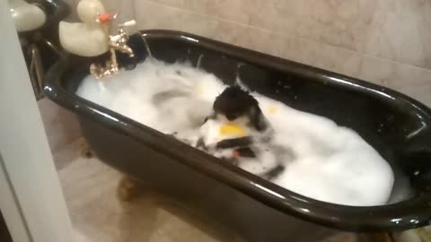 Relaxed monkey enjoys a bubble bath