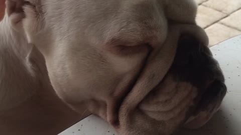 Bulldog puppy passes out while sitting at the table