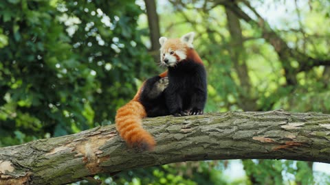 Red Panda Sitting on Tree