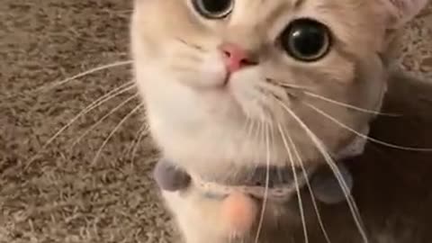Cute and Funny Animals Videos 😹 🐶
