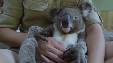 Imogen, the koala, celebrating her birthday is the cutest