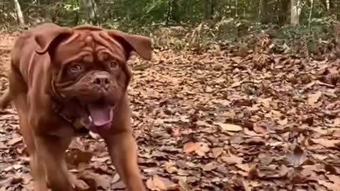 French Mastiff One Of The Biggest Dog Breeds In The World