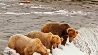 see how bears fish