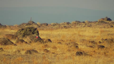 Tannerite 20 Second Video