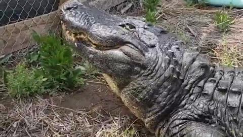 Elvis the Alligator chases food! #alligators #gator