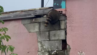Raccoon Almost Too Portly to Push Through Hole