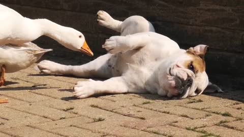 Curious ducks can't stop pestering bulldog