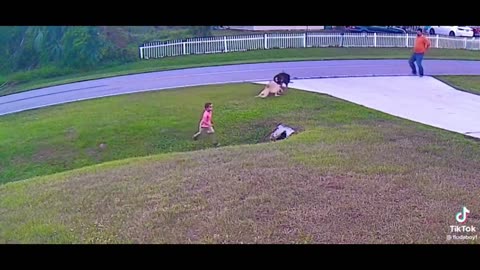 Boy Saved by his Dogs
