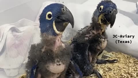 Parrot chick ... amazing