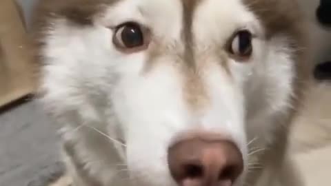 Cute husky dog funny video