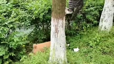 FUNNY CATS, DOGS 🐱🐶 and other CUTE ANIMALS 🐾 Funniest Animal Videos 2023