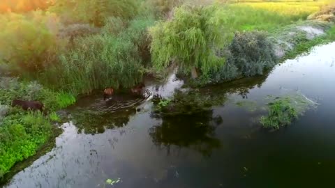 Everything you see here in the Danube Delta might be destroyed by Ukranian excavations