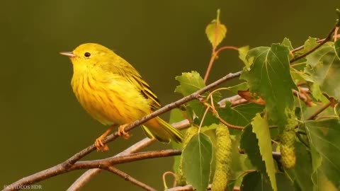 Small BIRDS 8K ULTRA HD video with Names and Sounds