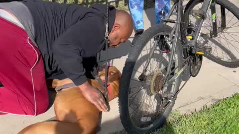 I SAVED A DYING DOG WITH CPR! (Los Angeles)