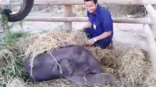 Playing With A Baby Elephant