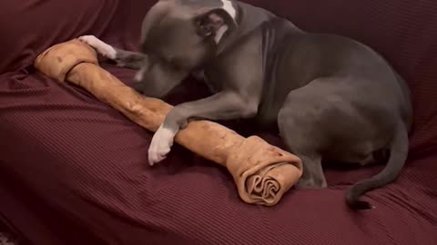 Dog Gets Giant Bone for Christmas