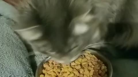 Cat gets food delivered to her