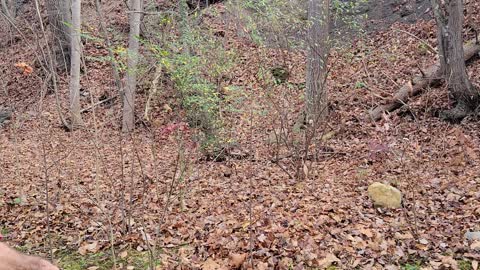 Leaf Blowing Piles