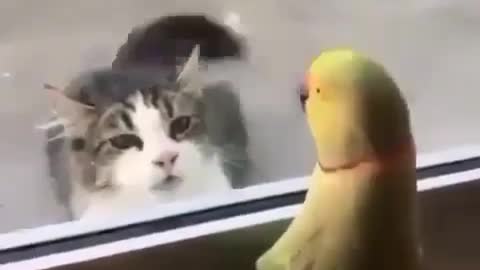 A cat playing with parrot