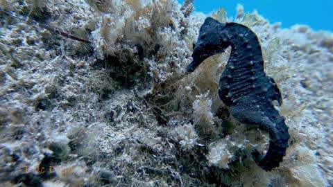 Blue Seahorse on the Reef