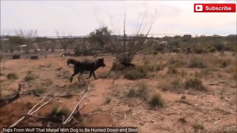 Pups From Wolf That Mated With Dog to Be Hunted Down and Shot