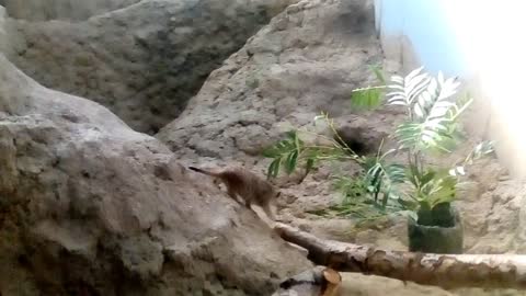Meerkats at the Zoo
