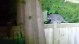 Raccoons living in the large tree along fence line.