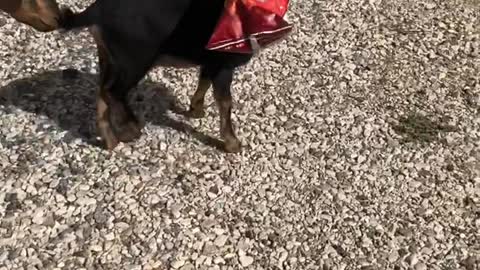Goat Helps Itself to Doritos