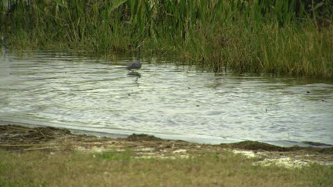 Bird Got Stuck In Lake By Unknown Creature