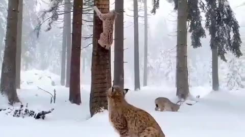The fastest reaction and jump between several lynxes