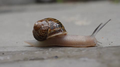 Snail is the world’s slowest insect