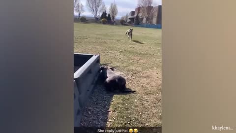 Husky's freaking out when realize he is in the vet 🤣 Funny Dog's Reaction