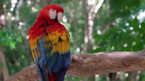 macaw parrot talking, wildlife | macaw parrots | Tigers in the Jungle | Swan | Parrots in the Jungle