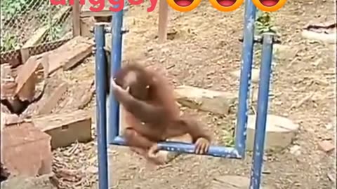 Monkey training 🤣😉