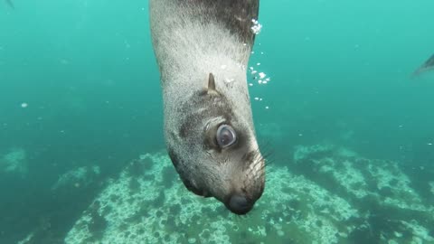 Marine life, seals