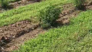 Fast growing evergreen trees At Highland Hill near Philadelphia