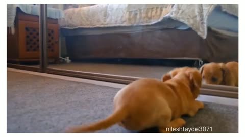 Dog mirror funny videos